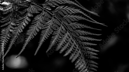 Silver Fern Leaf Background. Nature Background. Macro Photography. Closeup