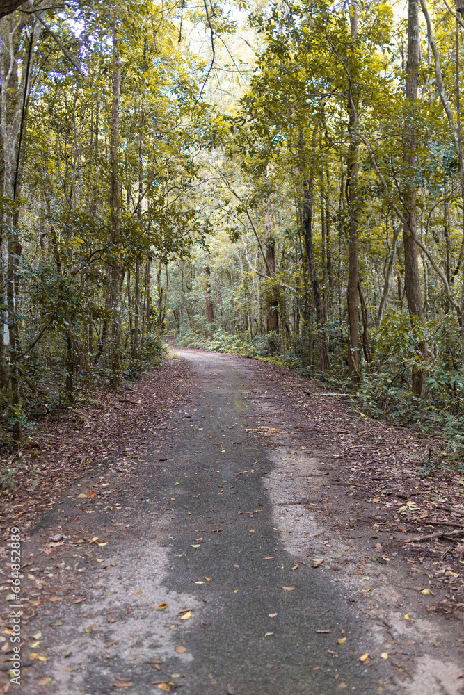 Naklejka premium Road in the forest with trees and leaves in the morning light.