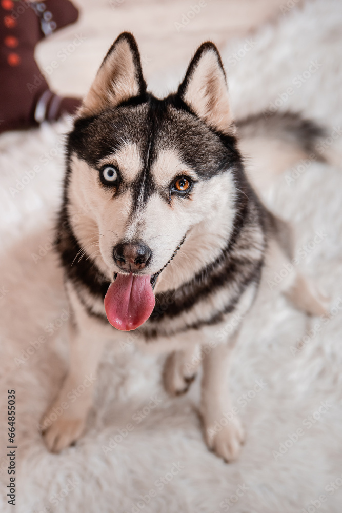 Portrait of a husky dog sitting against the background of Christmas decorations.