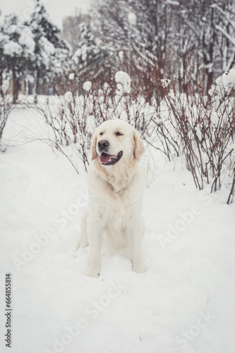 golden retriever runs outdoors on the snow