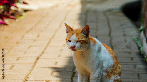 white orange domestic cat walking outdoors © dikadi16