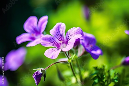 Geranium wilfordii flower. photo