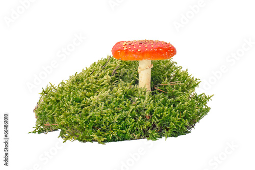 The fly agaric mushroom grows in moss. Isolated on a white background.