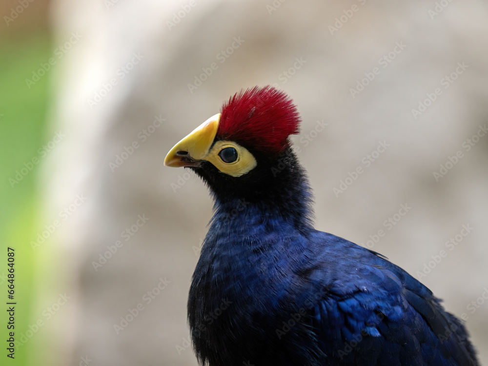 Obraz premium Portrait of Ross's Turaco, Musophaga rossae, a beautifully colored bird.