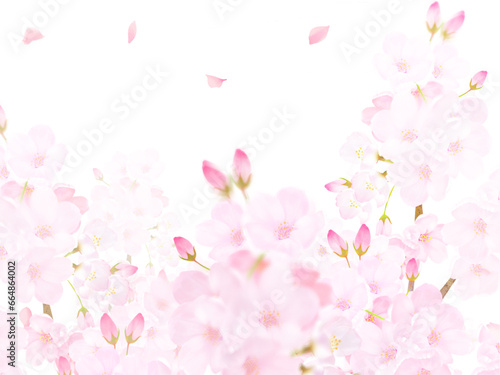 pink cherry blossom © Merci