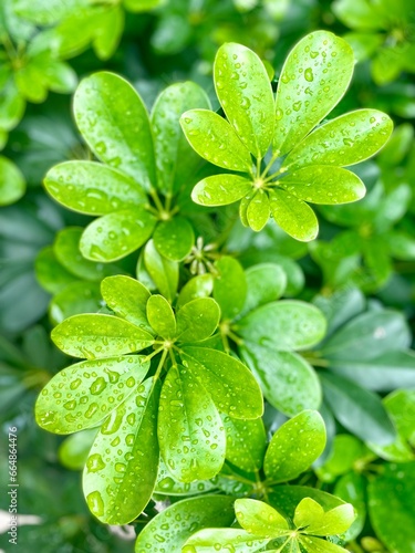 leaves with dew drops