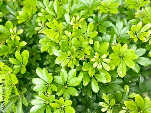 green leaves background