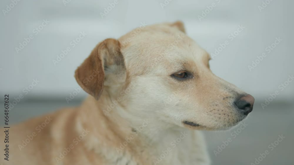 Portrait of a yellow dog without breed Portrait of a yellow dog without breed