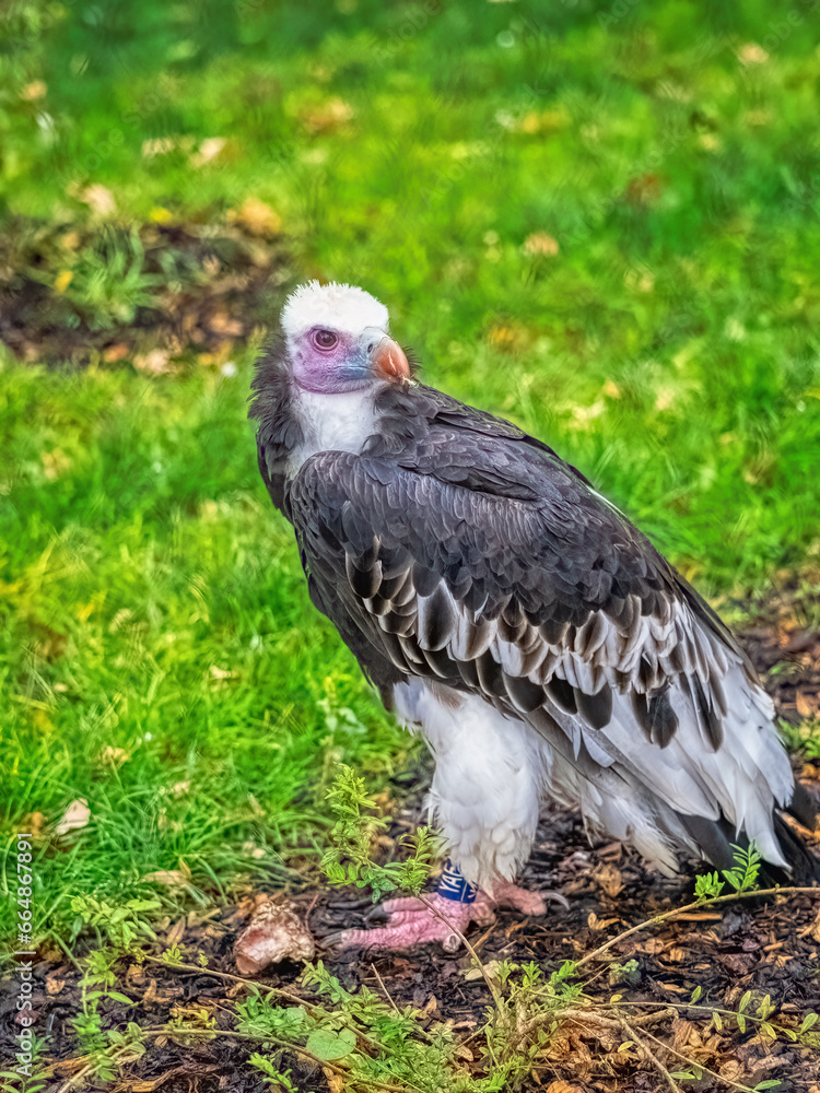 Crowned Eagle, Stephanoaetus coronatus, sits on the ground and observes the surroundings