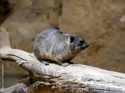Cape Rock Hyrax, Procavia capensis, sits on a dry branch and observes the surroundings