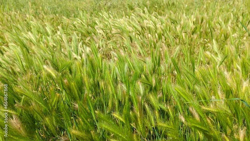 PLANTA SILVESTRE DE CEBADILLA RATONERA MOVIENDOSE AL VIENTO (Hordeum Marinuru)
