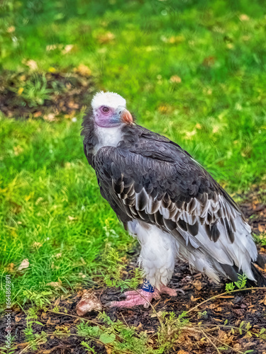 Obraz na płótnie Crowned Eagle, Stephanoaetus coronatus, sits on the ground and observes the surroundings w salonie