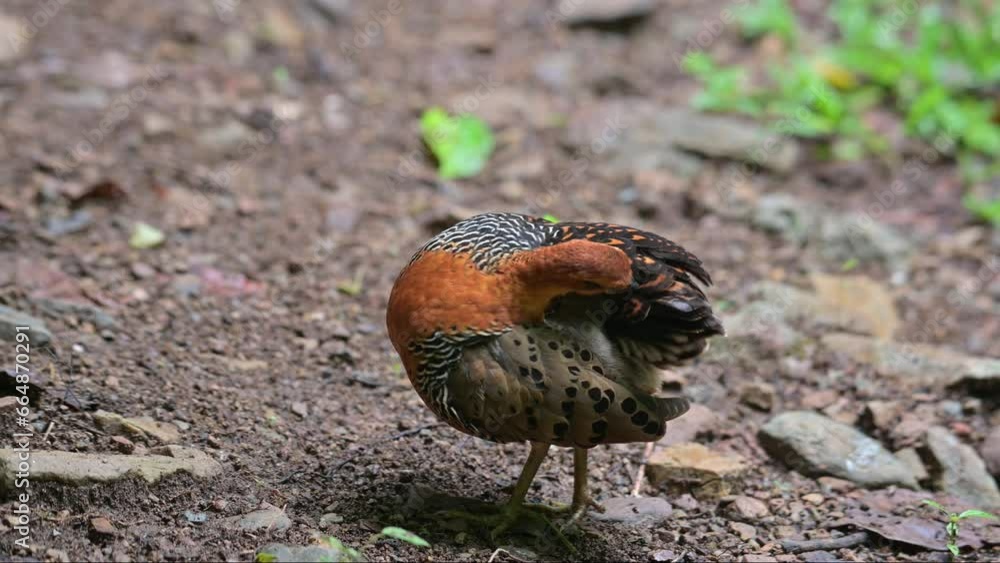 Preening its back and wings as seen on the forest ground, Ferruginous Partridge Caloperdix oculeus, Thailand Preening its back and wings as seen on the forest ground, Ferruginous Partridge Caloperdix oculeus, Thailand