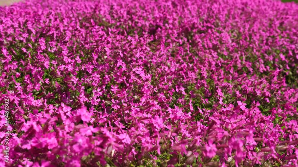 blooming pink flowers field swaying in the wind, blooming pink flowers field swaying in the wind,
