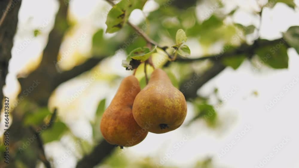 Ripe pears on a tree in the vegetable garden Ripe pears on a tree in the vegetable garden