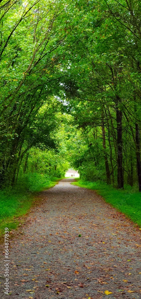 Fototapeta premium Vertical of a pathway lined with green trees in a park