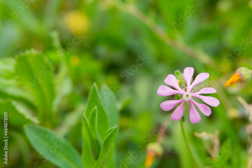 catchflies. Flower group of Sweet William Catchfly ( Silene armeria ) that blooms a lot of magenta pink flowers.Vivid Red campion or Red catchfly flowers in spring season. weed silene Eurasia photo