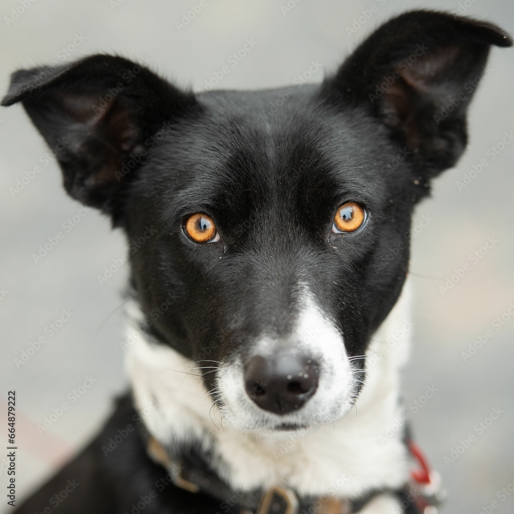 a black and white dog with orange eyes is standing up