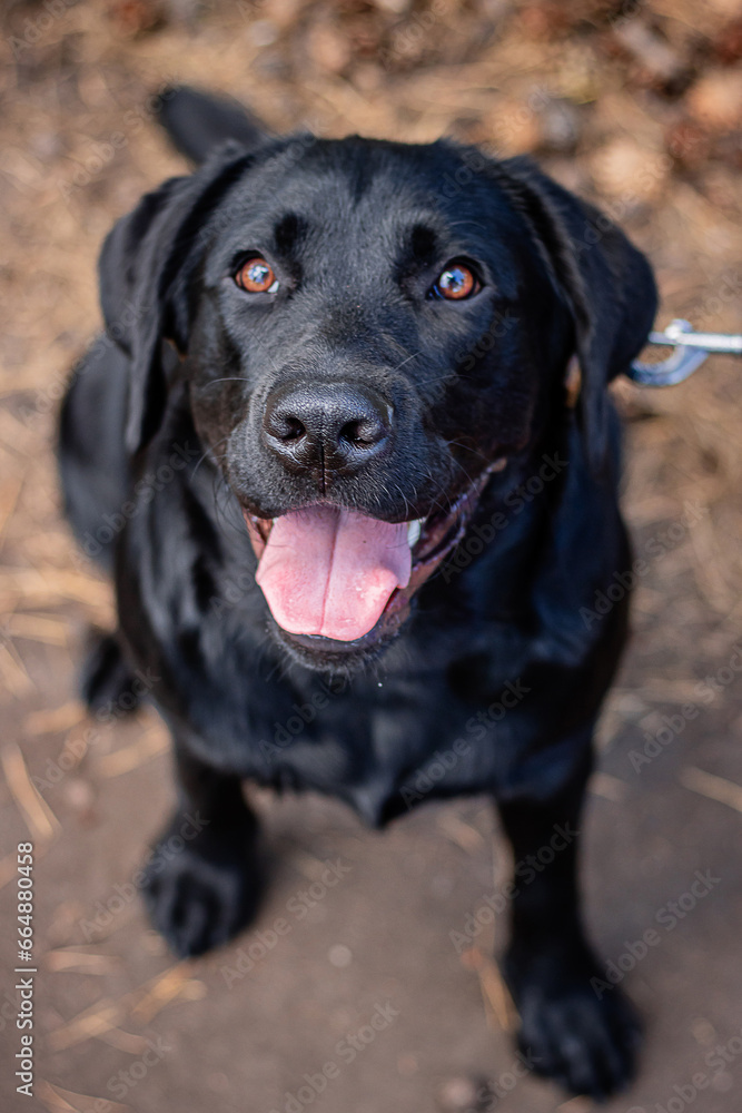 Top view, portrait of a black labrador dog sitting in the park.