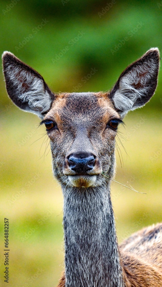 Fototapeta premium Close up deer