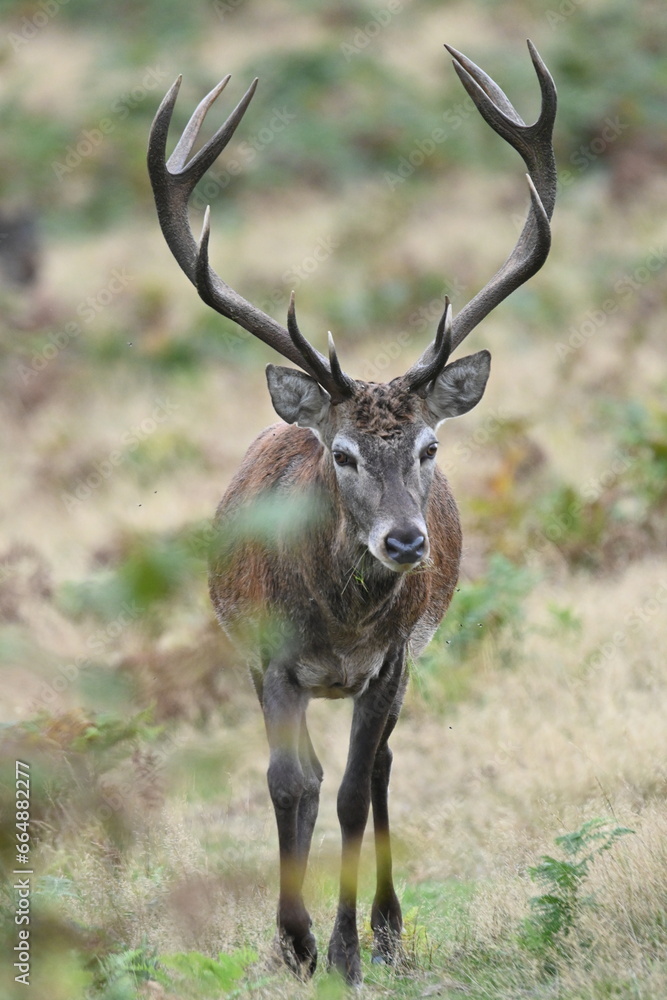 Fototapeta premium Deer in the Wild