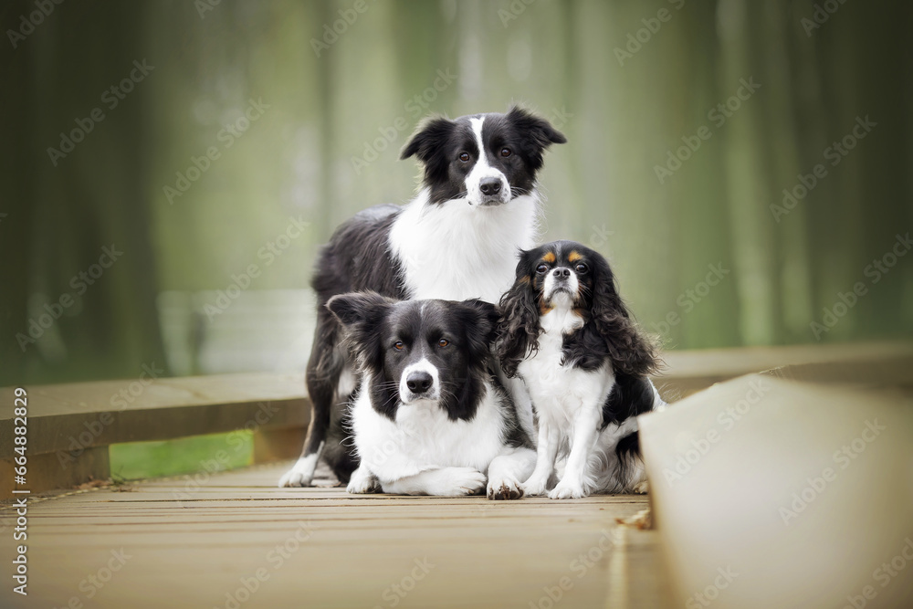black and white border collie dogs family together portrait in green forest nature