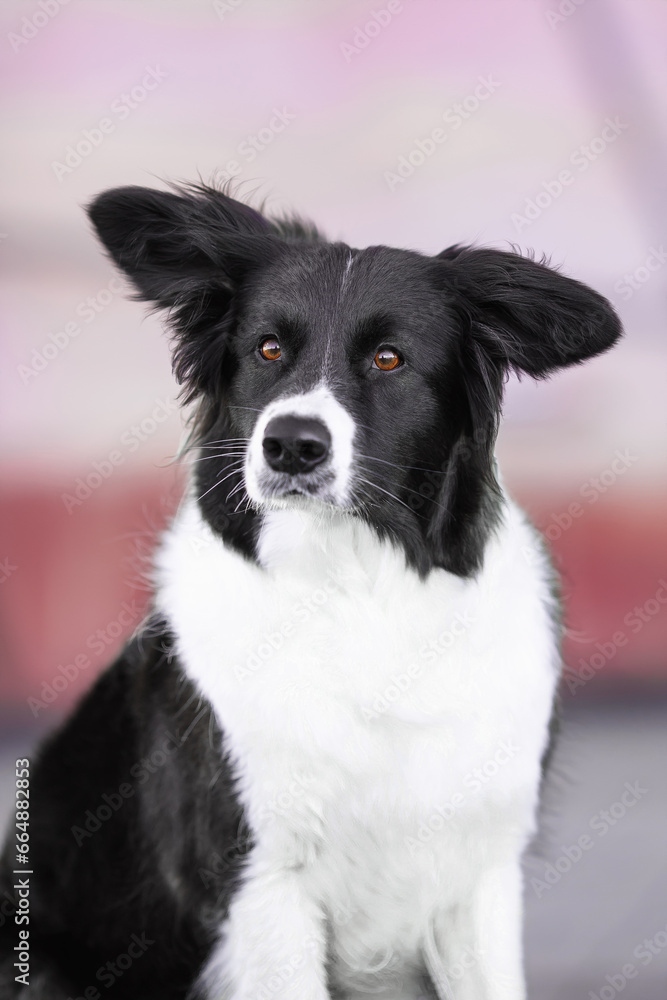 clever black and white border collie dog near purple glass building in the city centre clever black and white border collie dog near purple glass building in the city centre
