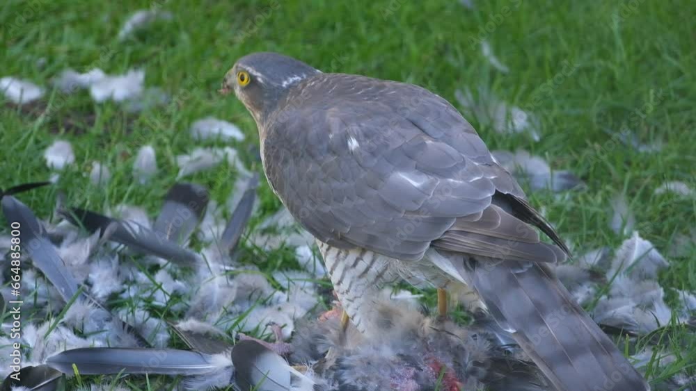 Female bird with feral pigeon prey. UK. The Eurasian sparrowhawk, also known as the northern sparrowhawk or simply the sparrowhawk, is a small bird of prey in the family Accipitridae. Female bird with feral pigeon prey. UK. The Eurasian sparrowhawk, also known as the northern sparrowhawk or simply the sparrowhawk, is a small bird of prey in the family Accipitridae.
