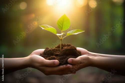 Hands holding green plant in soil with sunlight background. Plant growth and ecological concept