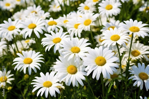 white daisies in full bloom in a lush meadow