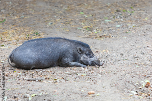Visayan pig - Sus cebifrons resting and looking for food in the space.