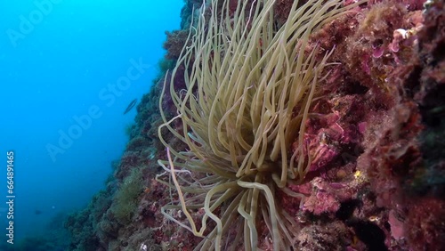 Mediterranean Sea Anemone (Snakelocks Anemone, Anemonia Viridis). Slow motion photo