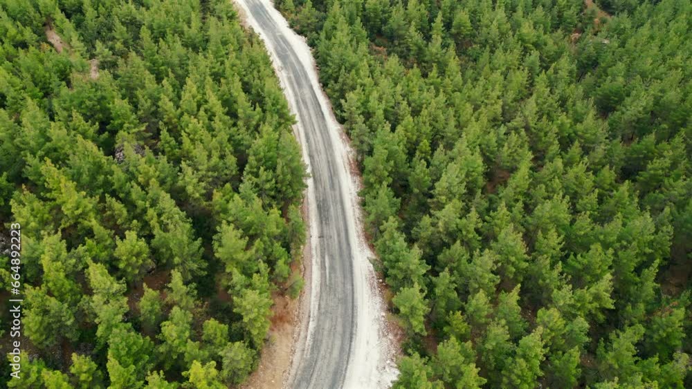 Aerial view of forest road with pine trees on both sides in autumn Aerial view of forest road with pine trees on both sides in autumn