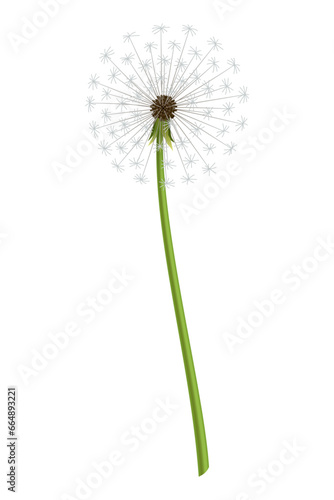 Dandelion. Realistic flower. Summer natural season element  beautiful grass. Vector icon illustration isolated on white background