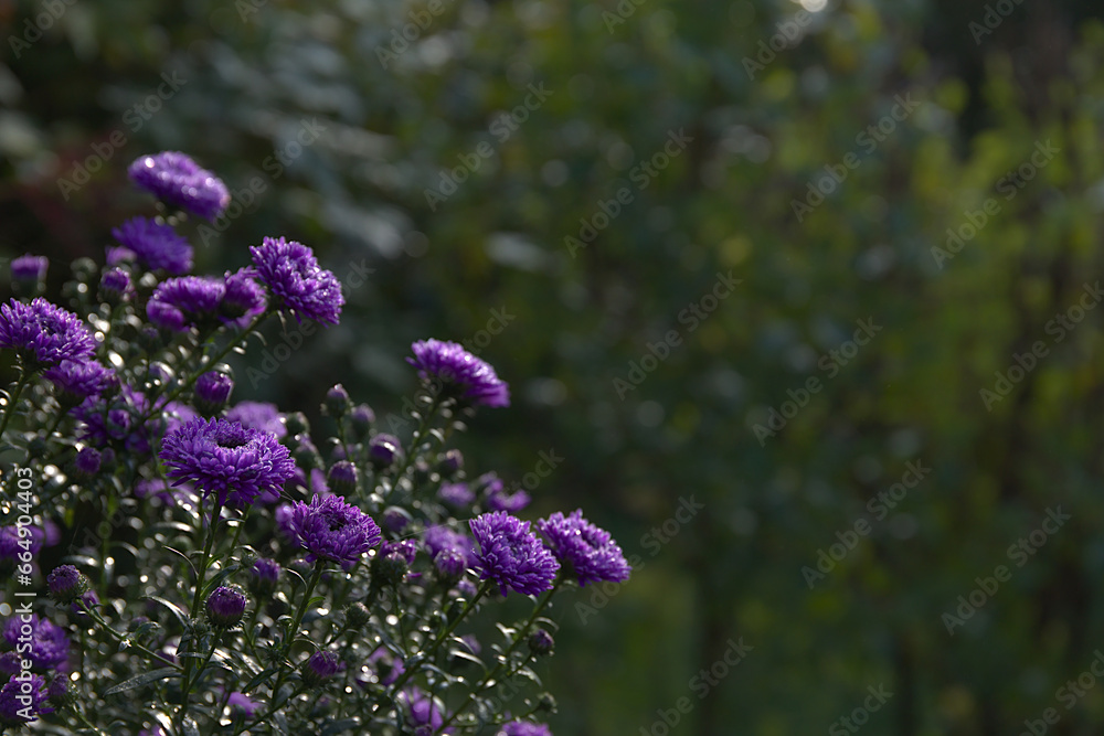 violet aster with green bokeh background and copy space violet aster with green bokeh background and copy space