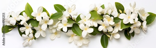 Jasmine flowers on white surface. © Md