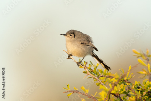 Cuban gnatcatcher (Polioptila lembeyei) is a species of bird in the family Polioptilidae, the gnatcatchers. It is endemic to Cuba.