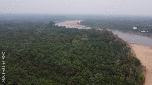Beautiful forest view during the day on the beach