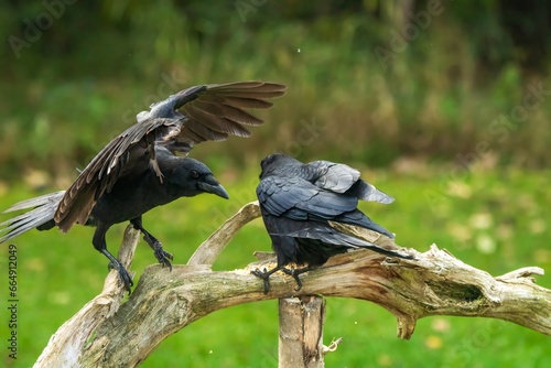 crows on a branch