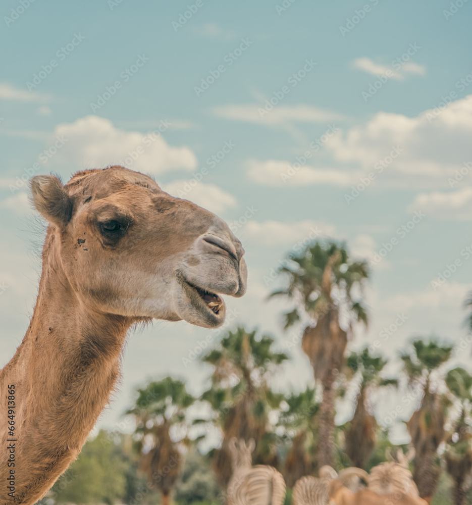 Fototapeta premium Camel