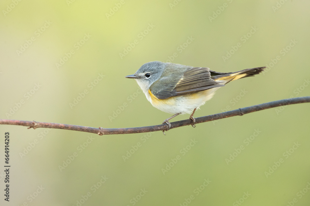 Obraz premium American redstart (Setophaga ruticilla) is a New World warbler. It is unrelated to the Old World