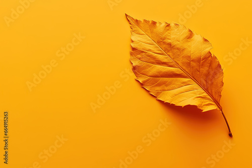 Autumn dried leaf on a yellow background with copy space