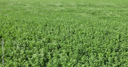 field with green grasses and plants for animal husbandry, cultivation of green fodder for animal feeding photo