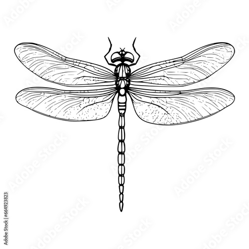 dragonfly illustration vector