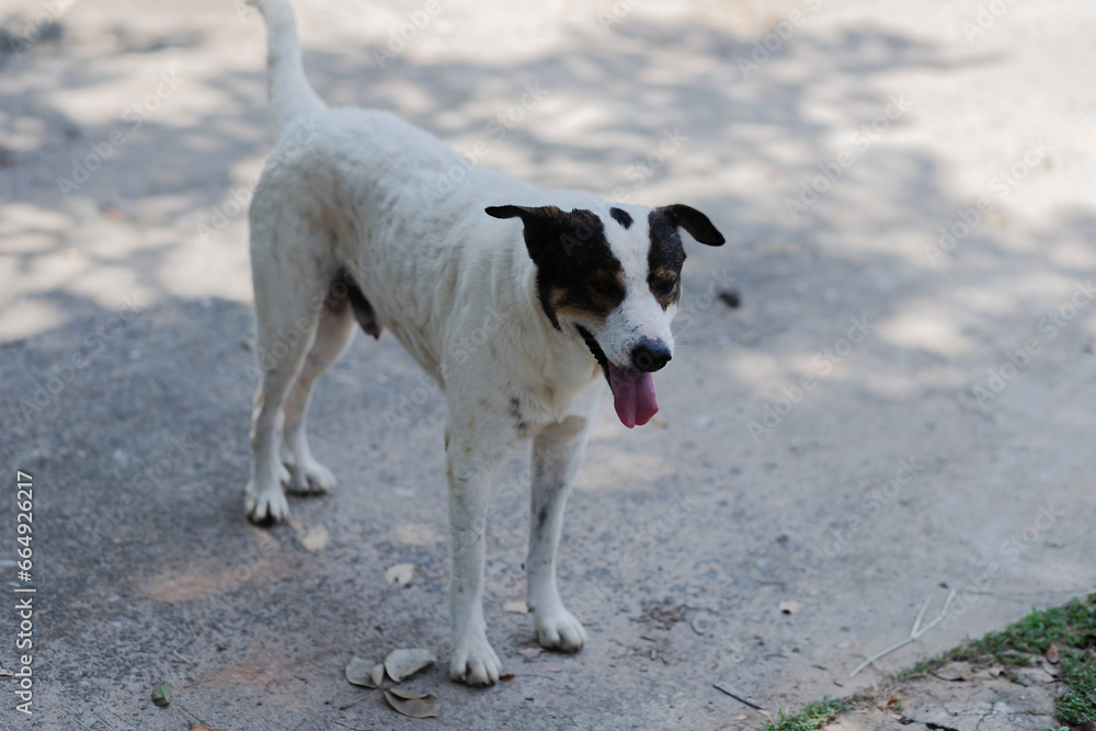 Playful white and black dog