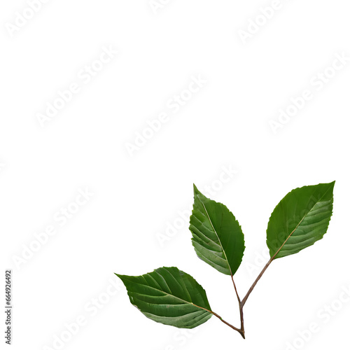 Group of green leaves on a white background.