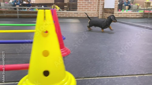 Funny dachshund puppy had to perform an exercise with jumping over obstacles in a pet gym, but it saw its reflection in the mirror and ran to play with it. Playful baby dog. photo