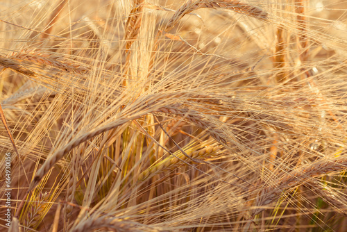 ears of yellow wheat field