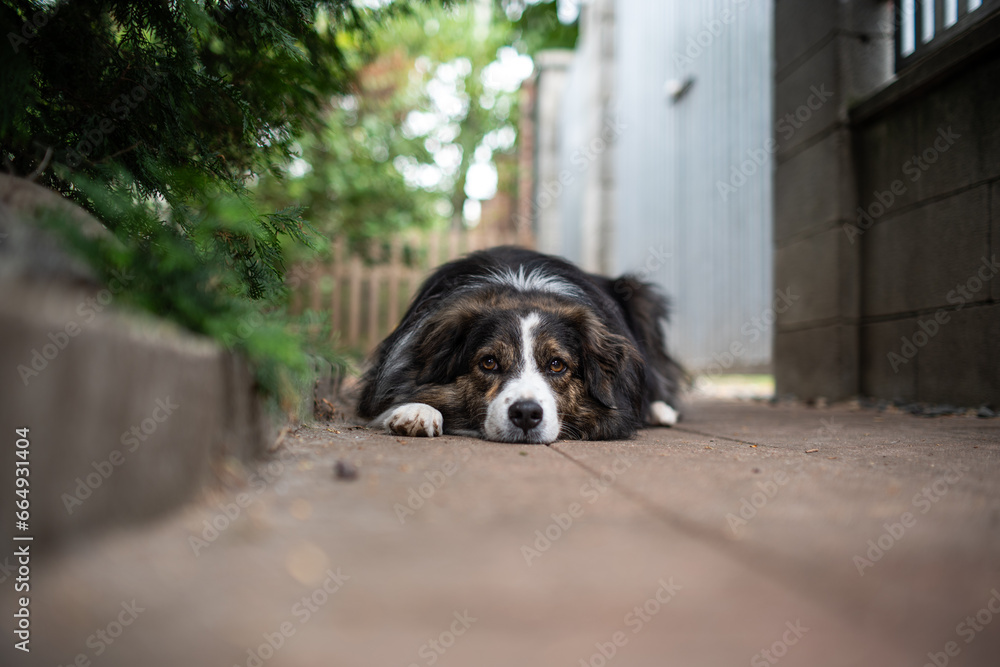 Long haired, medium size down with dark brown and white fur sitting on the concrete floor of a back yard. Close up shot, shallow depth of field, no people