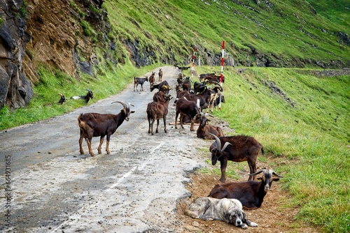 herd of goats on a mountain road